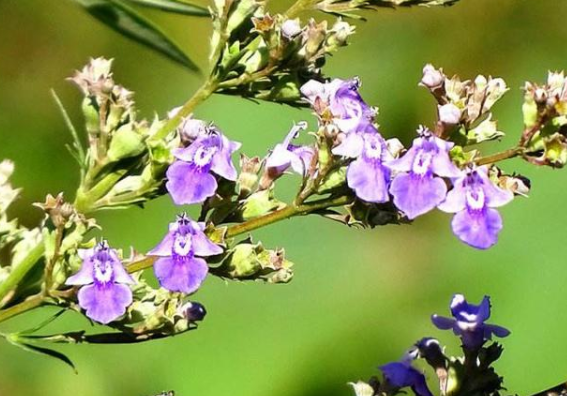 木本蜜源植物有哪些(常見的6種林木蜜源植物) 木本蜜源植物有哪些(常見的6種林木蜜源植物)