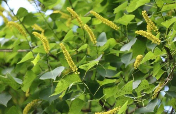 木本蜜源植物有哪些(常見的6種林木蜜源植物) 木本蜜源植物有哪些(常見的6種林木蜜源植物)