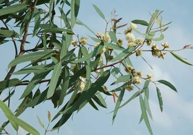 木本蜜源植物有哪些(常見的6種林木蜜源植物) 木本蜜源植物有哪些(常見的6種林木蜜源植物)