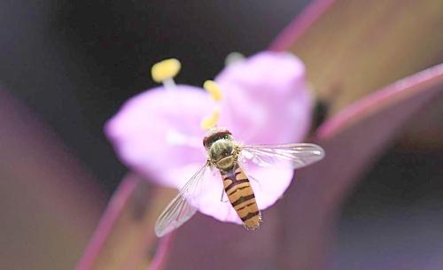 適合養高加索蜂的環境(高山灰色高加索蜜蜂品種) 適合養高加索蜂的環境(高山灰色高加索蜜蜂品種)