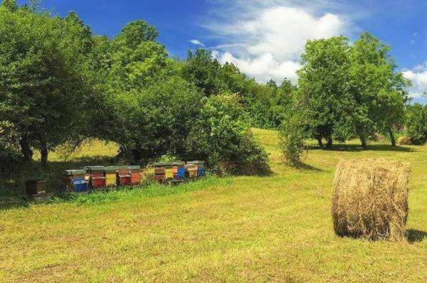 新手養蜂如何防止分蜂熱? 新手養蜂如何防止分蜂熱?