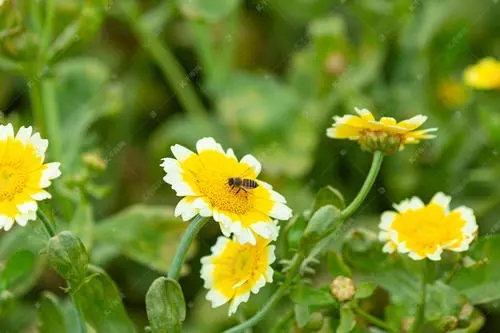 工蜂是受精卵發育的嗎 工蜂是受精卵發育的嗎