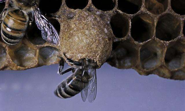 蜂群怎樣介入王臺易接受? 怎樣介入王臺