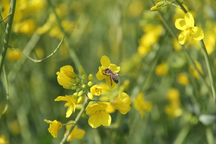 【蜜蜂知識】新手養(yǎng)蜂不能貪婪這兩樣?xùn)|西 新手養(yǎng)蜂不能貪婪這兩樣?xùn)|西