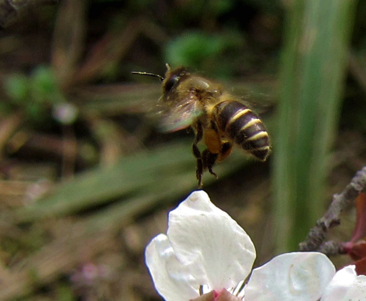 西蜂和中蜂有什么區(qū)別(東方蜜蜂和西方蜜蜂的區(qū)別和不同) 西蜂和中蜂有什么區(qū)別(東方蜜蜂和西方蜜蜂的區(qū)別和不同)