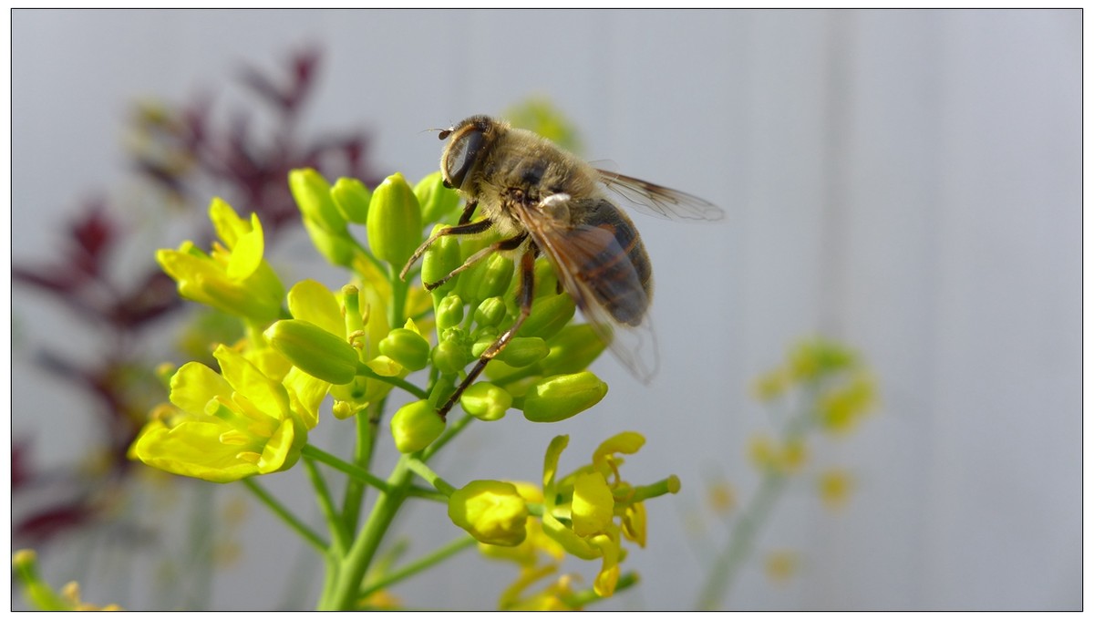 西蜂和中蜂有什么區(qū)別(東方蜜蜂和西方蜜蜂的區(qū)別和不同) 西蜂和中蜂有什么區(qū)別(東方蜜蜂和西方蜜蜂的區(qū)別和不同)