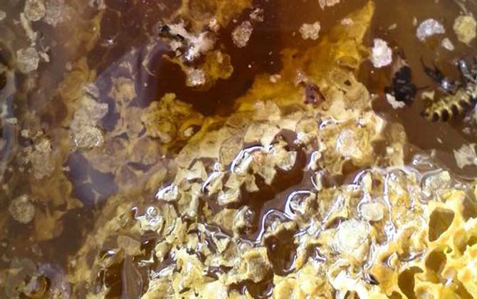 蜂巢是怎么形成的(蜂巢的形成過程) 蜂巢是怎么形成的(蜂巢的形成過程)