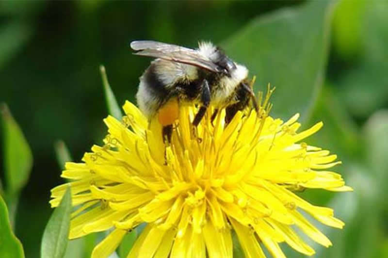 蜂王不產(chǎn)卵的原因