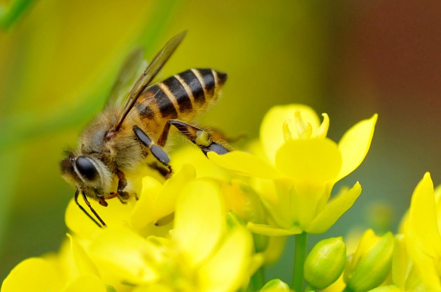 養(yǎng)蜂技術(shù)講解講述(養(yǎng)蜂技術(shù)指導(dǎo)) 養(yǎng)蜂技術(shù)講解講述(養(yǎng)蜂技術(shù)指導(dǎo))