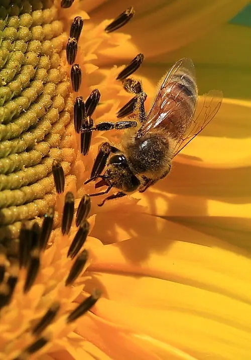 新買回來(lái)蜂蜜沒(méi)有子脾的幾天才穩(wěn)定下來(lái)去采花粉 新買回來(lái)蜂蜜沒(méi)有子脾的幾天才穩(wěn)定下來(lái)去采花粉