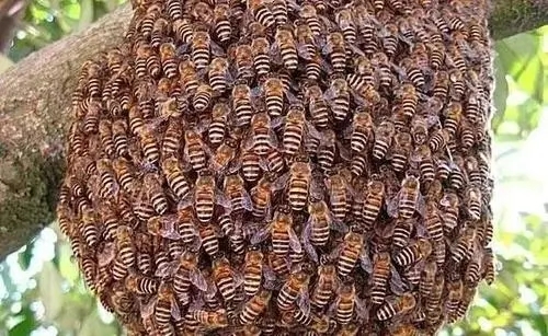 新買回來(lái)蜂蜜沒(méi)有子脾的幾天才穩(wěn)定下來(lái)去采花粉 新買回來(lái)蜂蜜沒(méi)有子脾的幾天才穩(wěn)定下來(lái)去采花粉