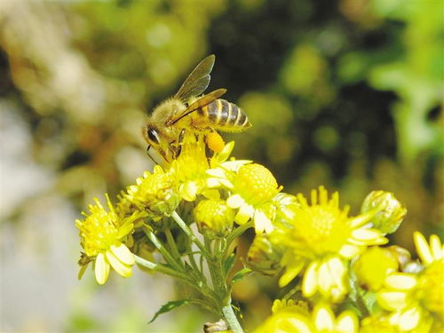 從偵查蜂能判斷當天有蜂來嗎(偵查蜂誘蜂來蜂的征兆) 從偵查蜂能判斷當天有蜂來嗎(偵查蜂誘蜂來蜂的征兆)