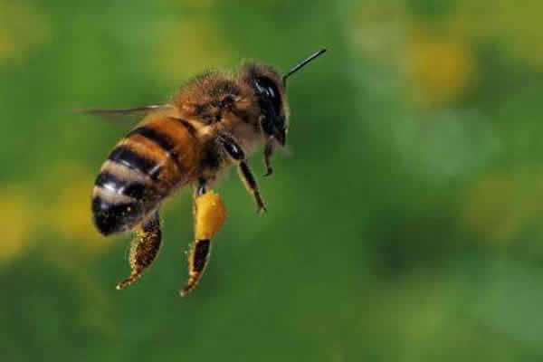 為什么夏天蜜蜂易飛逃？