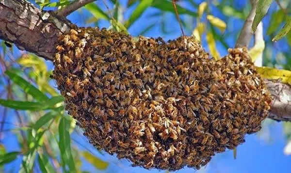 為什么夏天蜜蜂易飛逃？