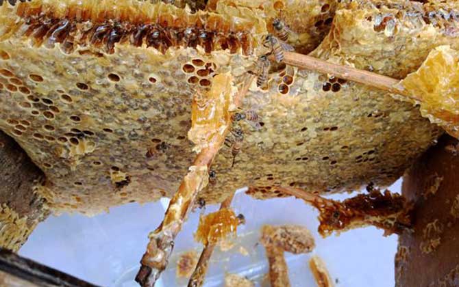 蜜蜂蜂巢多少錢一塊 蜜蜂蜂巢多少錢一塊