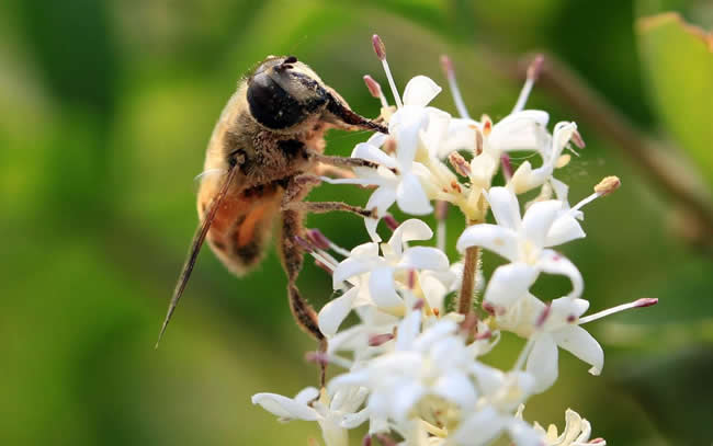 為什么有的蜂群有蜂蜜有的卻沒有？