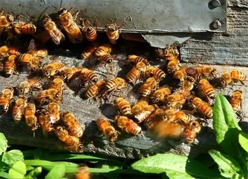 蜜蜂的盜性與什么有關(什么是盜蜂現象) 蜜蜂的盜性與什么有關(什么是盜蜂現象)