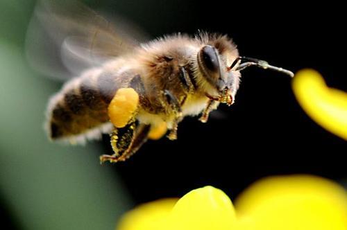 雄蜂試飛說明什么 雄蜂試飛說明什么