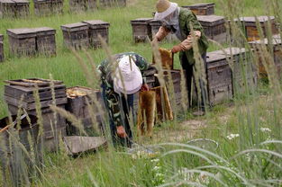 老式木桶養蜂怎么人工分蜂（木桶養蜂，如何進行人工分蜂）