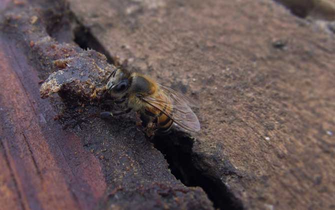 病毒靈能治中華蜜蜂什么?。ú《眷`治中蜂的劑量是多少？）