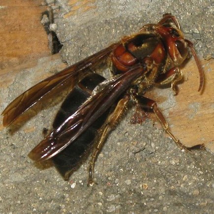 吃的蜂蜜可以直接敷面膜嗎(用蜂蜜直接敷臉好么) 吃的蜂蜜可以直接敷面膜嗎(用蜂蜜直接敷臉好么)