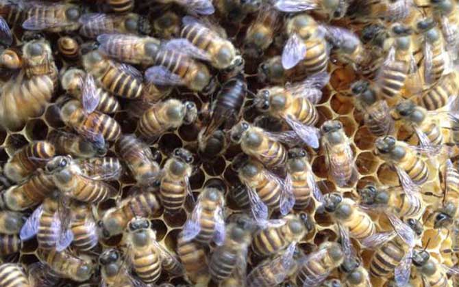 為什么蜜蜂中蜂王出臺(tái)后是黑色的(中華蜜蜂蜂王剛出臺(tái)怎么會(huì)是黑色的) 為什么蜜蜂中蜂王出臺(tái)后是黑色的(中華蜜蜂蜂王剛出臺(tái)怎么會(huì)是黑色的)