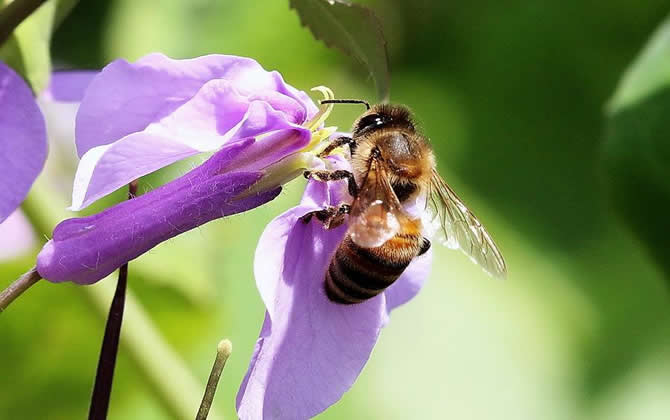 養蜂技術書籍介紹 養蜂技術書籍介紹