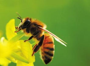 內勤蜂是什么蜂(什么是內勤蜂) 內勤蜂是什么蜂(什么是內勤蜂)