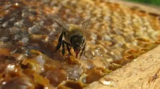 誘捕到工蜂能否介蜂王(買個蜂王能誘到蜂嗎) 誘捕到工蜂能否介蜂王(買個蜂王能誘到蜂嗎)