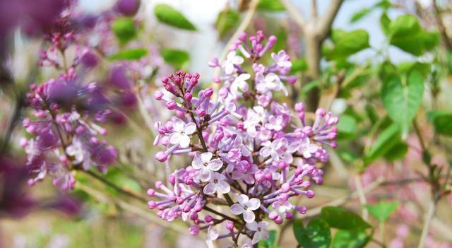蜜源和花卉的區(qū)別（蜜源和花卉的定義）