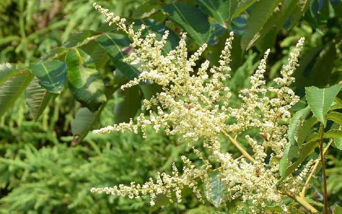 五倍子花什么時候開始流蜜（五倍子幾月份開花流蜜）