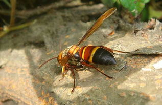 松丹二號與松丹一號哪個好(松丹一號蜂王與松丹二號蜂王區別) 松丹二號與松丹一號哪個好(松丹一號蜂王與松丹二號蜂王區別)