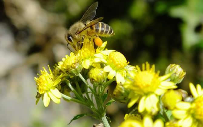 松丹二號與松丹一號哪個好(松丹一號蜂王與松丹二號蜂王區別) 松丹二號與松丹一號哪個好(松丹一號蜂王與松丹二號蜂王區別)