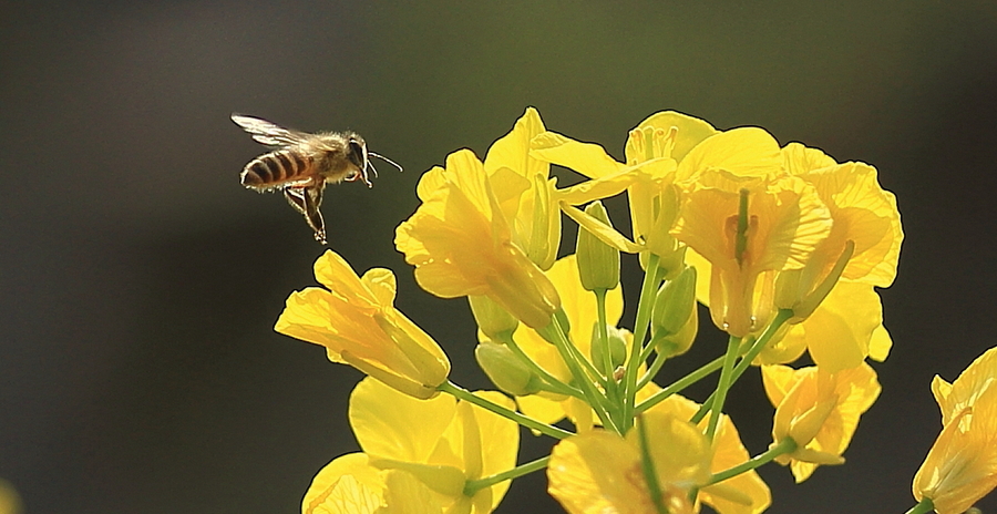 中華蜜蜂蜂王一般多少錢一只(正宗阿壩中蜂蜂王多少錢一只?) 中華蜜蜂蜂王一般多少錢一只(正宗阿壩中蜂蜂王多少錢一只?)
