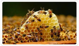 阿壩中蜂蜂蜜怎么樣(阿壩中蜂有什么特點) 阿壩中蜂蜂蜜怎么樣(阿壩中蜂有什么特點)