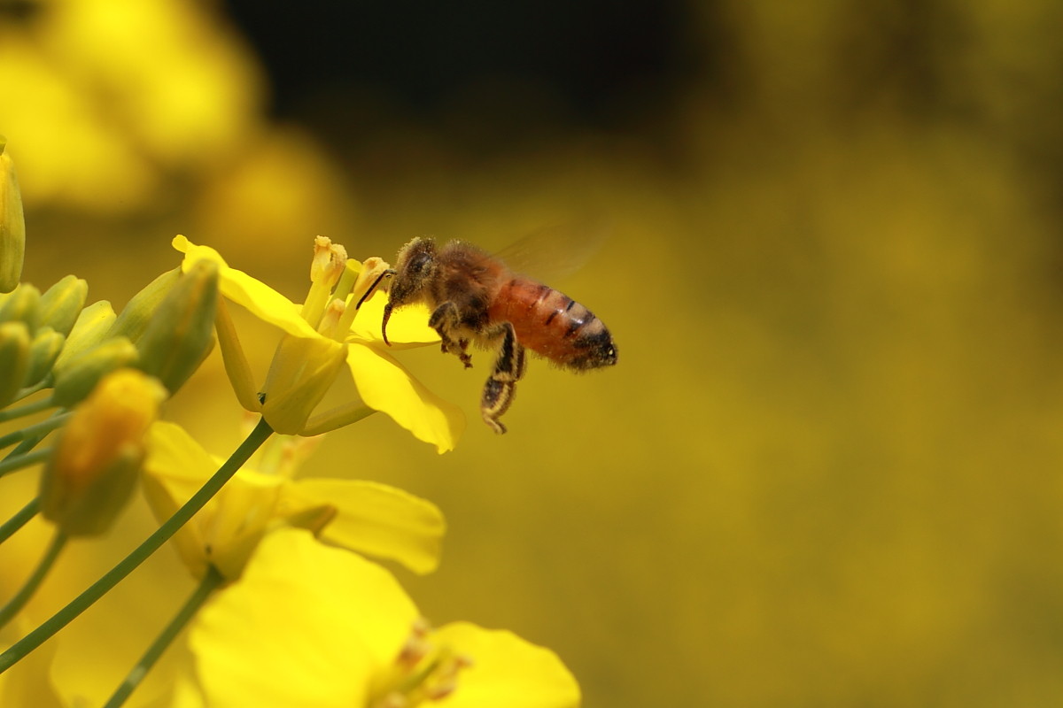 土蜂和蜜蜂的區(qū)別是什么?(中蜂和土蜂是一樣嗎) 土蜂和蜜蜂的區(qū)別是什么?(中蜂和土蜂是一樣嗎)