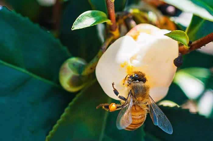 意大利蜜蜂什么時候秋繁？