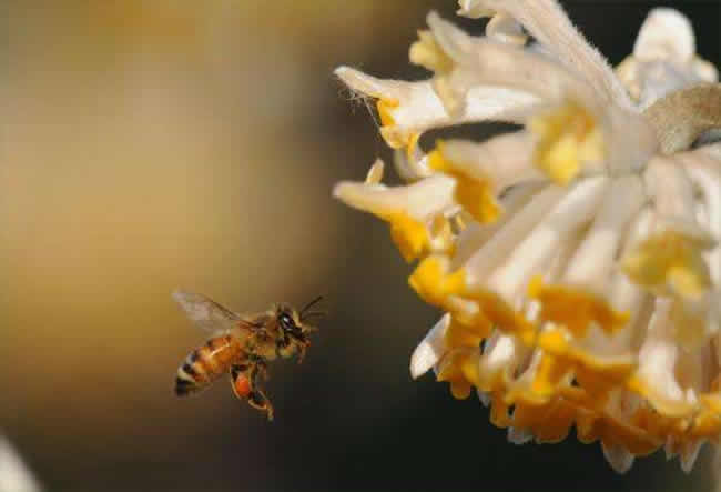 意大利蜜蜂什么時候秋繁？