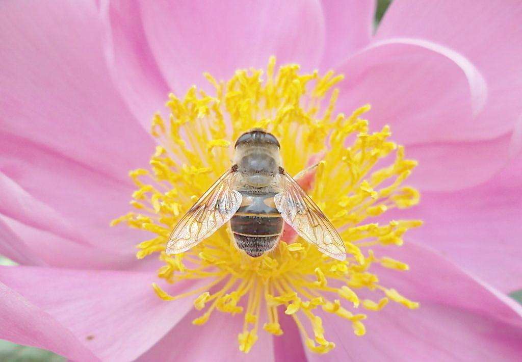 蜜蜂是每個季節都產蜜嗎？