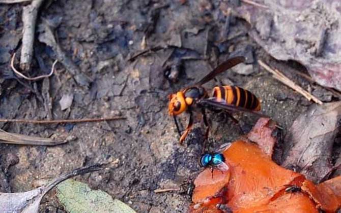 中國大虎頭蜂雄蜂和雌蜂的區別（中國大虎頭蜂怎么分公母）