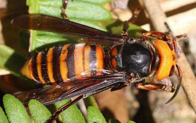 黑尾虎頭蜂多少錢一只(黑尾虎頭蜂市場價) 黑尾虎頭蜂多少錢一只(黑尾虎頭蜂市場價)