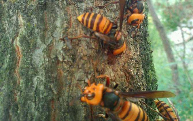黑尾虎頭蜂多少錢一只(黑尾虎頭蜂市場價) 黑尾虎頭蜂多少錢一只(黑尾虎頭蜂市場價)