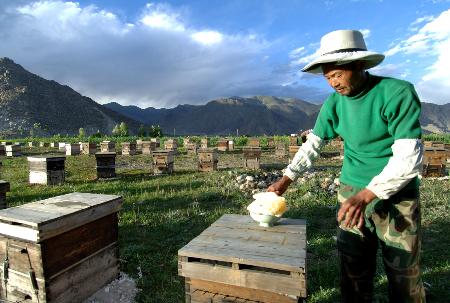 職業養蜂人一年利潤有多少(辛辛苦苦的養蜂人一年能賺多少錢) 職業養蜂人一年利潤有多少(辛辛苦苦的養蜂人一年能賺多少錢)