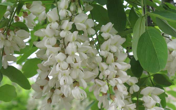 蜜源植物一覽表 蜜源植物一覽表