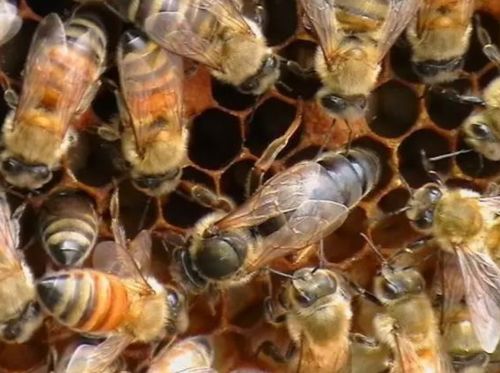 蜂王交尾不成功能產(chǎn)卵嗎(蜂王和工蜂同時(shí)產(chǎn)卵怎么辦) 蜂王交尾不成功能產(chǎn)卵嗎(蜂王和工蜂同時(shí)產(chǎn)卵怎么辦)