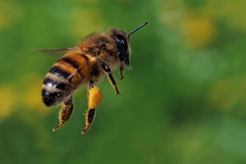 新蜂王產(chǎn)卵了還會被工蜂放棄嗎(被囚的老蜂王是否會被工蜂放棄飼養(yǎng)) 新蜂王產(chǎn)卵了還會被工蜂放棄嗎(被囚的老蜂王是否會被工蜂放棄飼養(yǎng))