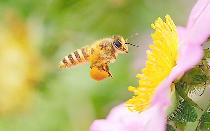 蜂蜜是怎樣釀造出來的 蜂蜜是怎樣釀造出來的