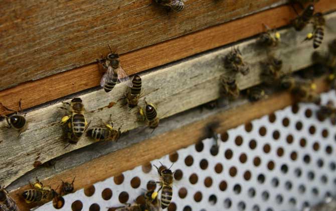 一箱蜂一年能分幾箱(一箱蜂的分蜂方式) 一箱蜂一年能分幾箱(一箱蜂的分蜂方式)