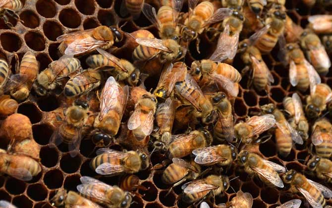 蜜蜂王剪掉翅膀有影響嗎 蜜蜂王剪掉翅膀有影響嗎