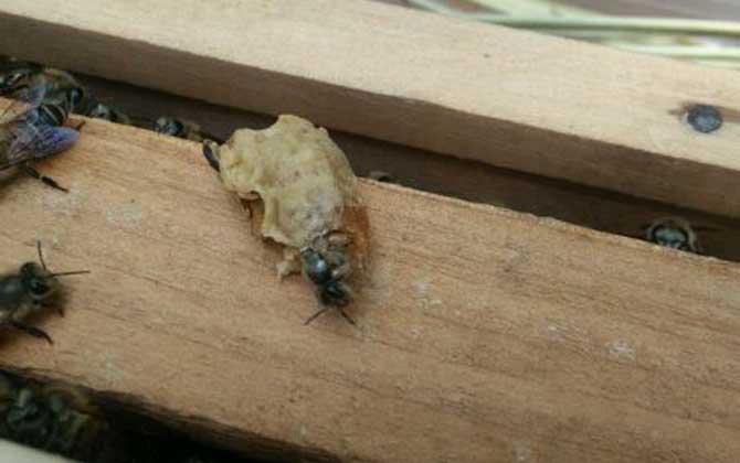 <p>     工蜂產卵是養蜂生產中經常遇到的事情，尤以蜂群失王且不能急造王臺時最為普遍，事實上工蜂也是具備一定生殖能力的雌蜂，有時工蜂產的卵甚至還能被急造成王臺，下面一起來看一看工蜂產的王臺是不是蜂王吧！ </p> <p style="TEXT-ALIGN: center">     <img alt="王臺"  data-cke-saved-src="http://www.kumifeng.com/uploadfile/2019/0716/20190716071017323.jpg"/> src="http://www.kumifeng.com/uploadfile/2019/0716/20190716071017323.jpg"/> </p> <p>     <strong>一、性別</strong> </p> <p>     工蜂和蜂王一樣是受精卵發育成的雌性蜜蜂，但工蜂的生殖器官發育并不完善，事實上導致這種差異的根本原因是工蜂和蜂王在幼蟲期的食物不同，其中蜂王始終以蜂王漿為食并能完成生殖器官的發育，而工蜂在吃三天蜂王漿之后就只能以花粉和花蜜為食。 </p> <p style="TEXT-ALIGN: center">     <img alt="王臺"  data-cke-saved-src="http://www.kumifeng.com/uploadfile/2019/0716/20190716071026507.jpg"/> src="http://www.kumifeng.com/uploadfile/2019/0716/20190716071026507.jpg"/> </p> <p>     <strong>二、產卵</strong> </p> <p>     工蜂實際上是具備一定生殖能力的雌性蜜蜂，當蜂群中有蜂王時工蜂卵巢發育會受到蜂王分泌的蜂王信息素所抑制，而且即便是有少數工蜂在產卵這些工蜂的卵也會被蜂王清理掉，一旦蜂群失王且無法急造王臺來培育新王時大量工蜂便會因卵巢發育而產卵。 </p> <p style="TEXT-ALIGN: center">     <img alt="王臺"  data-cke-saved-src="http://www.kumifeng.com/uploadfile/2019/0716/20190716071035956.jpg"/> src="http://www.kumifeng.com/uploadfile/2019/0716/20190716071035956.jpg"/> </p> <p>     <strong>三、造臺</strong> </p> <p>     蜂群失王后工蜂能用工蜂小幼蟲來急造王臺，但前提是群勢要足夠強且蜂群中有適齡工蜂小幼蟲，一旦蜂群不能急造王臺則大量工蜂開始產卵且少數工蜂卵也能完成孵化，若此時蜂群仍有強烈的育王意念時甚至還能看到工蜂用工蜂卵孵化成的幼蟲急造王臺。 </p> <p style="TEXT-ALIGN: center">     <img alt="王臺"  data-cke-saved-src="http://www.kumifeng.com/uploadfile/2019/0716/20190716071045833.jpg"/> src="http://www.kumifeng.com/uploadfile/2019/0716/20190716071045833.jpg"/> </p> <p>     <strong>四、論述</strong> </p> <p>     工蜂產卵急造成的王臺絕對不能培育出蜂王，原因是工蜂的生殖器官發育不完善且只能產未受精卵，這些未受精卵就算能順利孵化也只能發育成雄蜂，而蜂王則必須是由受精卵發育成且終身以蜂王漿為食的雌蜂，另外工蜂卵急造的王臺很快會被蜂群破壞掉。 </p> <p>     綜上所述，蜂群失王后工蜂雖然能因卵巢發育而產卵，但只能產未受精卵(卵細胞)且只能發育成雄蜂，因此工蜂產卵急造的王臺絕對不能培育出蜂王，而且在這些王臺羽化之前往往會被蜂群破壞掉。 </p>